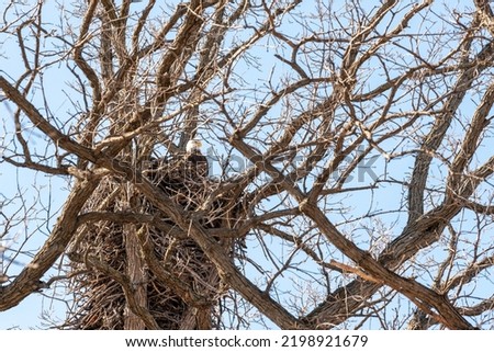 A bald eagle near her nest in late March in West De Pere, Wisconsin