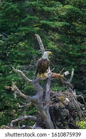 A Bald Eagle Near Nels Lake In The Boundary Waters Canoe Area In Minnesota.