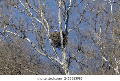 Bald eagle nest high in tree