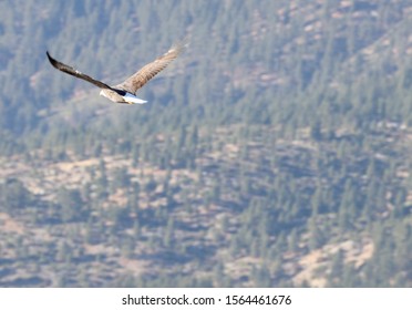 Bald Eagle Northern Nevada Landscape Mountains And Pine Trees, Eagle In Flight The Bald Eagle Is A Bird Of Prey Found In North America, 