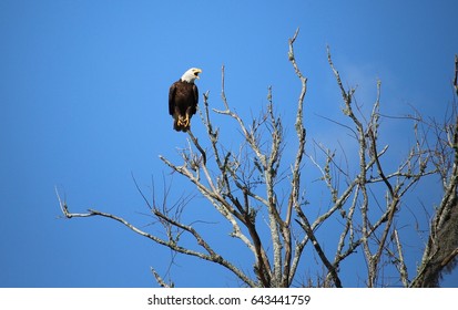 Bald Eagle Not Far From Nest. Lockport La. Lafourche Parish.                                                    