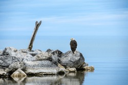 A Bald Eagle On A Beach Rock With Driftwood And Lake Michigan Water