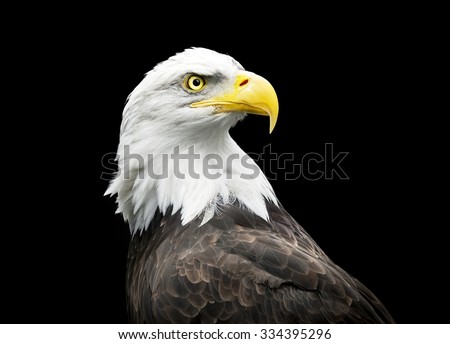Bald eagle on black