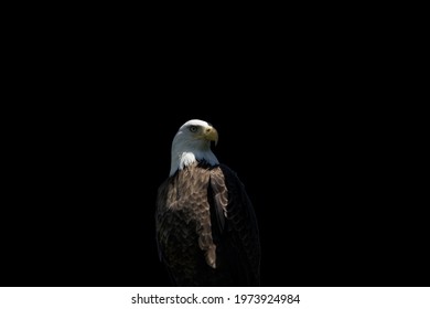 Bald eagle on a black background - wildlife photography