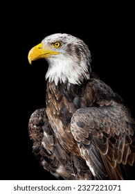 Bald eagle on black background