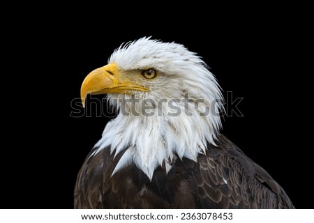 Bald Eagle on a black background