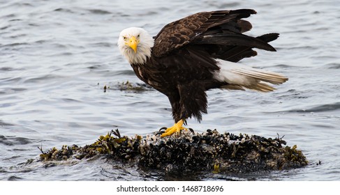 Bald Eagle On British Columbian Coast Stock Photo 1468718696 | Shutterstock