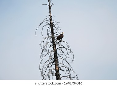 Bald Eagle on a Death Tree in the Rocky Mountains, Wyoming