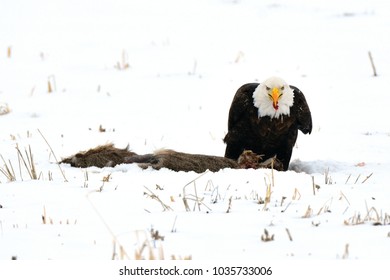 Bald Eagle On Deer Carcass Carrion Stock Photo (Edit Now) 1035733006