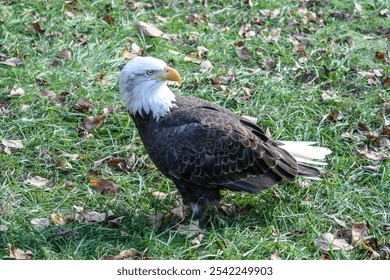 Bald Eagle on the ground