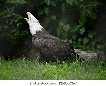 Bald eagle on the ground, calling out with its mouth open