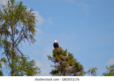 Bald eagle on a pine tree.