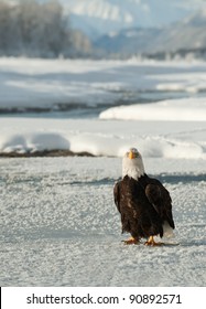 Bald Eagle on snow. An Bald eagle on snow at bottom of mountains. Winter. Alaska. USA