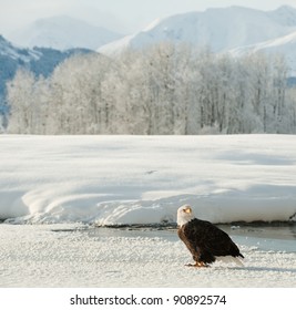 Bald Eagle on snow. An Bald eagle on snow at bottom of mountains. Winter. Alaska. USA
