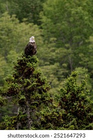 Bald eagle on top of a tree