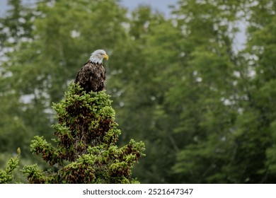 Bald eagle on top of a tree