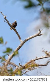 Bald Eagle on tree