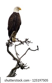 Bald Eagle On A Tree Branch, Isolated On White.