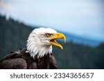 A bald eagle with open beak