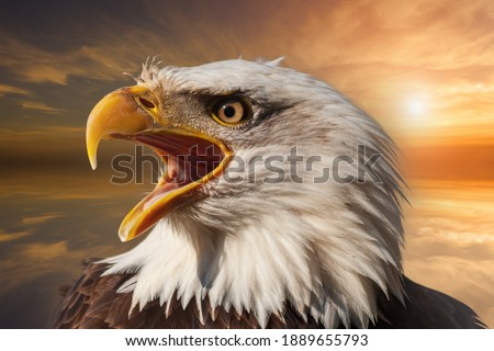 Bald eagle with open beak. Side portrait. In the background is a colorful sky with clouds at sunset.