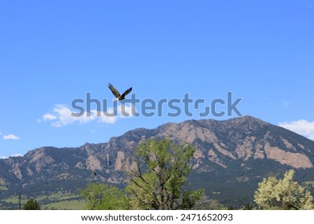 Bald Eagle over the Flatirons