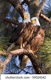 Bald Eagle Pair Sitting in Pine Tree