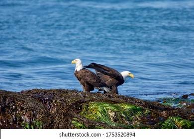 Bald eagle pair stand on seaweed covered rocks at low tide on sunny spring morning, near Victoria, British Columbia