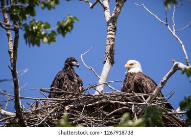 Bald Eagle Parent Eaglet Stock Photo (Edit Now) 1267918738