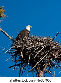 Bald Eagle Perch On Is Nest