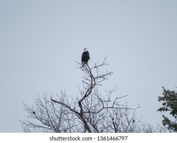 Bald Eagle Perched