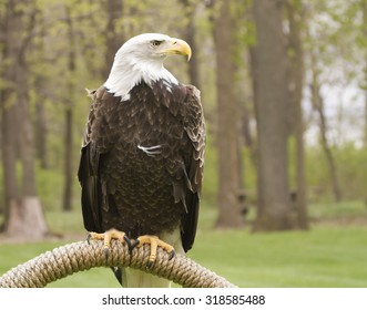 Bald Eagle Perched