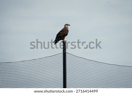 Bald Eagle Perched Above Protective Netting Against Overcast Sky With Ample Copy Space