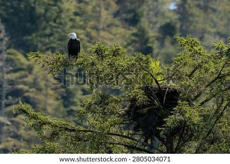 Bald eagle perched beside its nest high in an evergreen tree along the coast near Fin Island, Alaska, during a summer wildlife cruise.