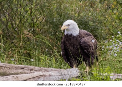 A bald eagle perched by some wood with wild plants around near a fence. Photo taken in August at Salmonier Nature Park, Newfoundland, Canada.