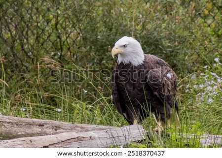 A bald eagle perched by some wood with wild plants around near a fence. Photo taken in August at Salmonier Nature Park, Newfoundland, Canada.