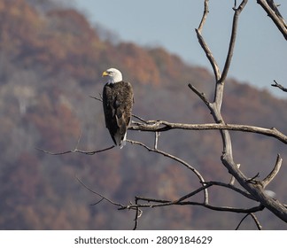 Bald eagle perched in a dead tree with fall foliage leaves on a hillside.