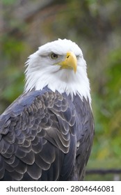 Bald eagle perched in a forest looking alert against a soft blurred background of green foliage under natural daylight