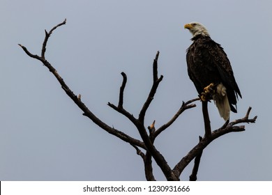 Bald Eagle Perched Up High in a Dead Tree