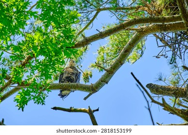 A bald eagle perched high up in a tree
