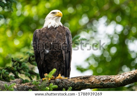 Bald eagle perched high in a tree over a lake in a national park