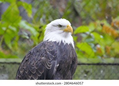 Bald eagle perched and looking sideways against a lush green forest background in bright natural daylight