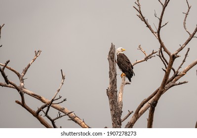 Bald eagle perched in a old pine tree
