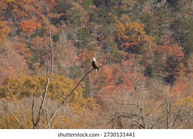 Bald eagle perched on a bare tree branch with colorful autumn forest hillside in the background during daylight.