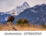 A bald Eagle perched on branch with mountain backdrop