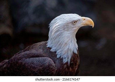 A bald eagle perched on a branch near Bend Oregon.  Primary focus is the eye