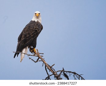 Bald Eagle perched on a branch staring right at me. High quality photo. Copy Space. Blue Sky Background. Taken near Golden BC, Canada, Blaeberry River - Powered by Shutterstock