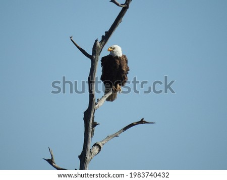 A bald eagle perched on a branch in the Blackwater National Wildlife Refuge, Dorchester County, Maryland.