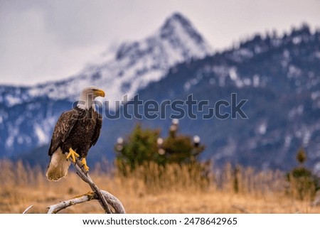 A bald Eagle perched on branch with mountain backdrop