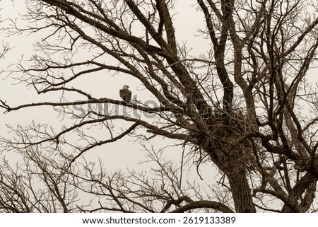 Bald Eagle perched on a branch near her nest in De Pere, Wisconsin