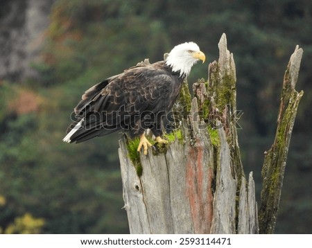 Bald eagle perched on a dead tree snag near Valdez, Aaska